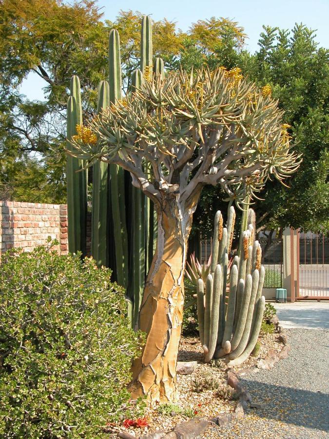 Pane Vivente Garden Cottage Beaufort West Exteriér fotografie